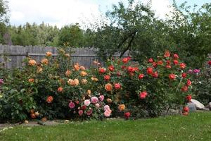 A large bush of bright roses, on a gray background,in the park on a sunny day, photo