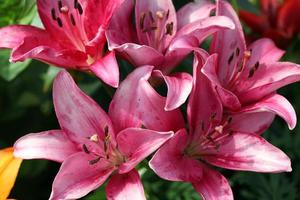 Large large lily flowers are red, yellow, in the park, on a sunny day,on a green grass background,