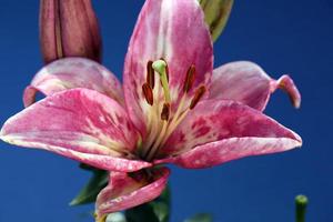 White-pink lily with beautiful stamens on a blue background, close-up photo