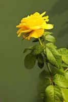 rose yellow green leaves on a green background, roses meaning bright, cheerful and joyful create warm feelings and provide happiness photo