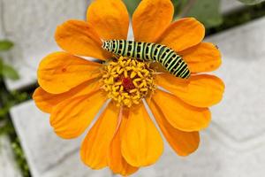 A green caterpillar crawls on an orange flower, on a gray background, close-up,