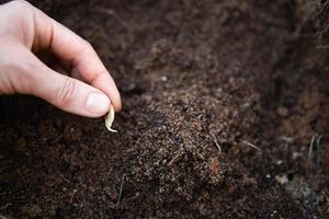 A sprouted seed in the hand over a bed of soil is a spring planting of seeds of vegetables and flowers in the open ground. photo