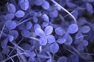 Clover leaves close-up in the grass. Natural pattern, background. St. Patrick's Day. Purple tinting very peri photo