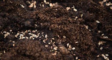 semillas sembradas en una cama en el suelo. cultivo de alimentos ecológicos en el jardín. plantar flores en primavera al aire libre foto