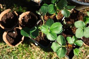 Strawberry seedlings in peat glasses on the grass, ready to plant in the garden. Preparation for planting, growing natural berries in the garden bed. photo