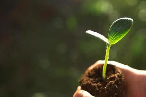 Young green sprout in the hands of a child in the light of the sun on a background of green grass. Natural seedlings, eco-friendly, new life, youth. The concept of development, peace, care. Copy space photo