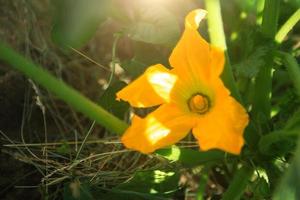 A large yellow zucchini flower in the garden. Flowering of vegetable crops, growing cucumber, pumpkin in the garden. Seedling, plant care, fertilizer and pest protection photo