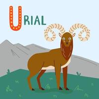 A cartoon urial with long curly horns vector illustration in green grass on mountains. Cute wild animal