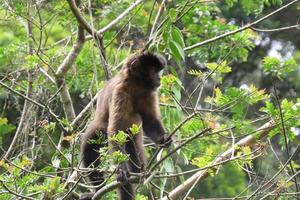 mono capuchino - sapajus - sentado en un árbol de tronco foto
