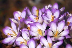 Blooming purple crocus flowers in a soft focus on a sunny spring day photo