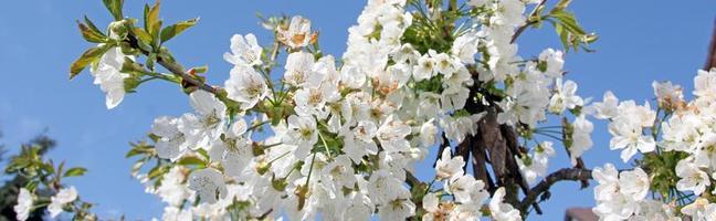Beautiful branch of blossoming tree in spring. photo