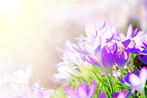 Blooming purple crocus flowers in a soft focus on a sunny spring day photo