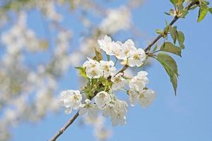 Beautiful branch of blossoming tree in spring. photo