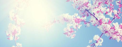 Beautiful nature view of spring flowering trees on blurred background. photo