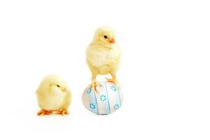 Little cute baby chick for easter. Yellow newborn baby chick. photo