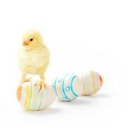 Little cute baby chick for easter. Yellow newborn baby chick. photo