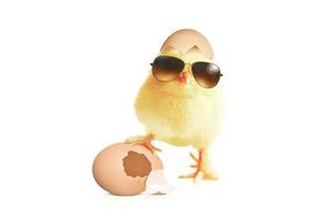 Funny cute baby chick with sunglasses and eggs. photo