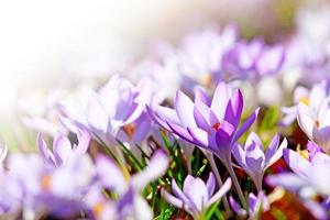 Blooming purple crocus flowers in a soft focus on a sunny spring day photo