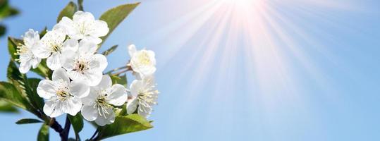 Beautiful branch of blossoming tree in spring. photo