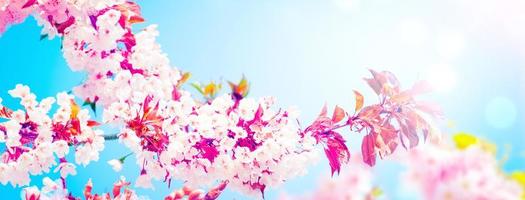 Beautiful branch of blossoming tree in spring. photo