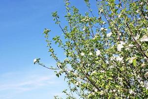 Beautiful branch of blossoming tree in spring. photo
