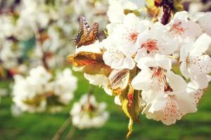 Beautiful nature view of spring flowering trees on blurred background. photo