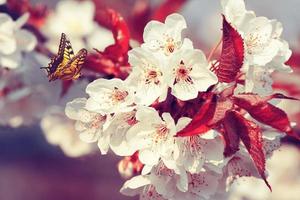 Beautiful nature view of spring flowering trees on blurred background. photo