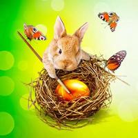 Funny Easter bunny. Happy Easter holiday concept. photo