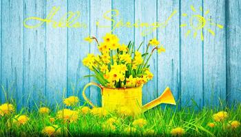 Colorful wild flower bouquet in a watering can. Concept of spring and gardening. photo