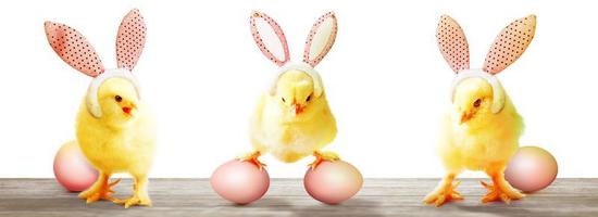 Little cute newborn baby chick for Easter celebration. photo