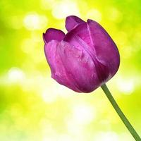 Beautiful tulips. Spring nature background for web banner and card design. photo
