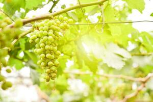 vid y racimo de uvas verdes en el jardín de la viña. foto