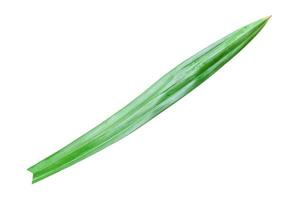 Fresh pandan leaf isolated on white background. Object with clipping path. photo