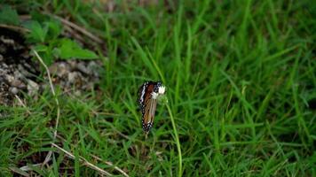 borboleta monarca em flor video