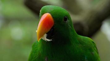 il pappagallo eclectus mangia la canna da zucchero video
