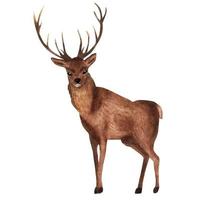 Forest deer, watercolor element vector