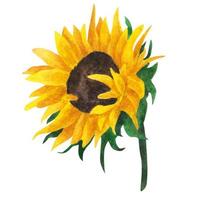 Yellow sunflower, watercolor painting on a white background. vector