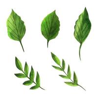 Green leaves, watercolor set vector