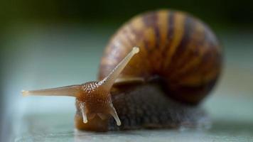 lumaca da giardino che striscia, macro video