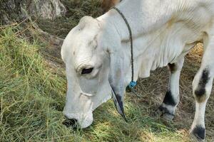 Close-up of white cows eating grass in summer photo