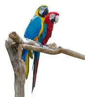 Couple of blue and red macaw parrots on branch isolated on white background photo