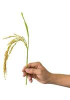 Hand hold spike rice Isolated on white Background. with clipping path. photo