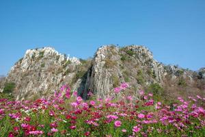 flor de color rosa vivo de la flor del cosmos en un campo con fondo de montañas rocosas y cielo azul. foto