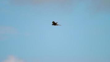 Flying Lesser Kestrel at sky background video