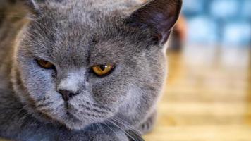 A beautiful domestic cat is resting in a light warm room, a gray Shorthair cat with green eyes looking at the camera photo