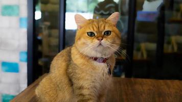 un hermoso gato doméstico descansa en una habitación cálida y luminosa, un gato gris de pelo corto con ojos verdes mirando la cámara foto