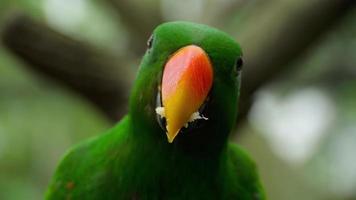 Eclectus parrot eat sugar cane video