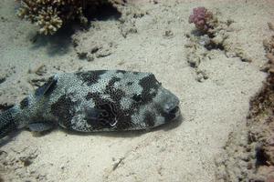 Starry Pufferfish on seabed photo