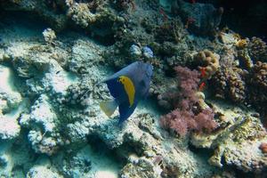 Angelfish on coral reef photo