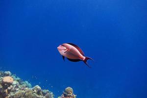 Sohal Surgeonfish in blue water photo